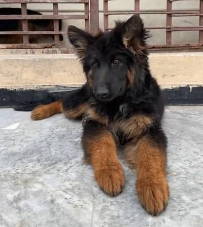 German shepherd puppies male female for sale
