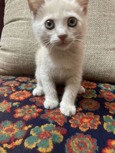 Cream color Doll face persian mix