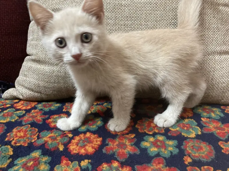 Cream color Doll face persian mix — photo 2