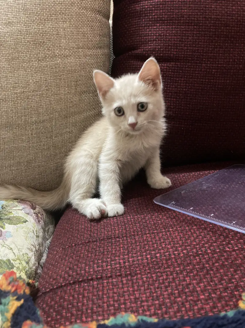 Cream color Doll face persian mix — photo 3