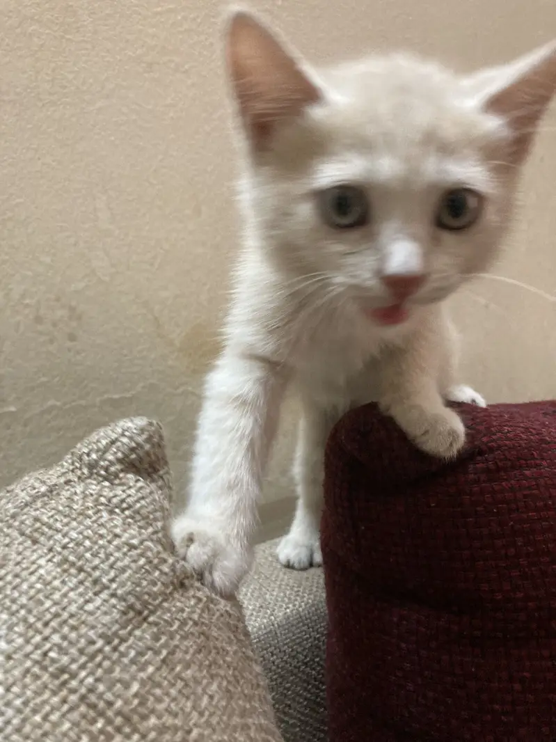 Cream color Doll face persian mix — photo 4