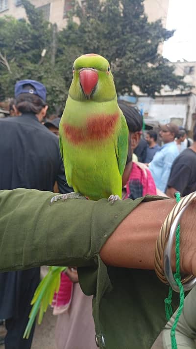 ringnect handtame female