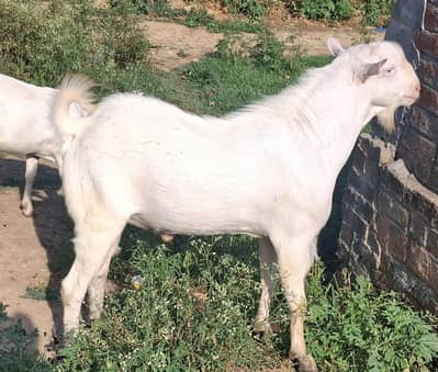 male for sell