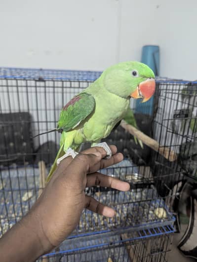 RAW PARROT / PAHARI / ALEXANDER / 03342248084
