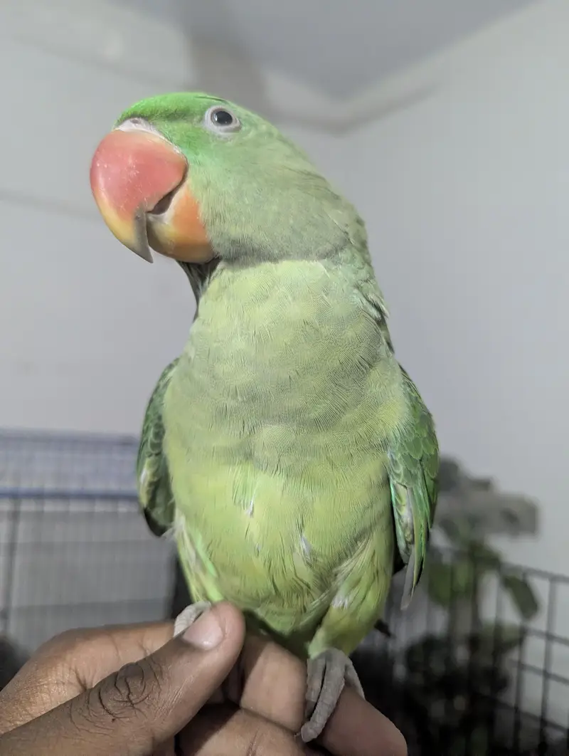 RAW PARROT / PAHARI / ALEXANDER / 03342248084 — photo 2