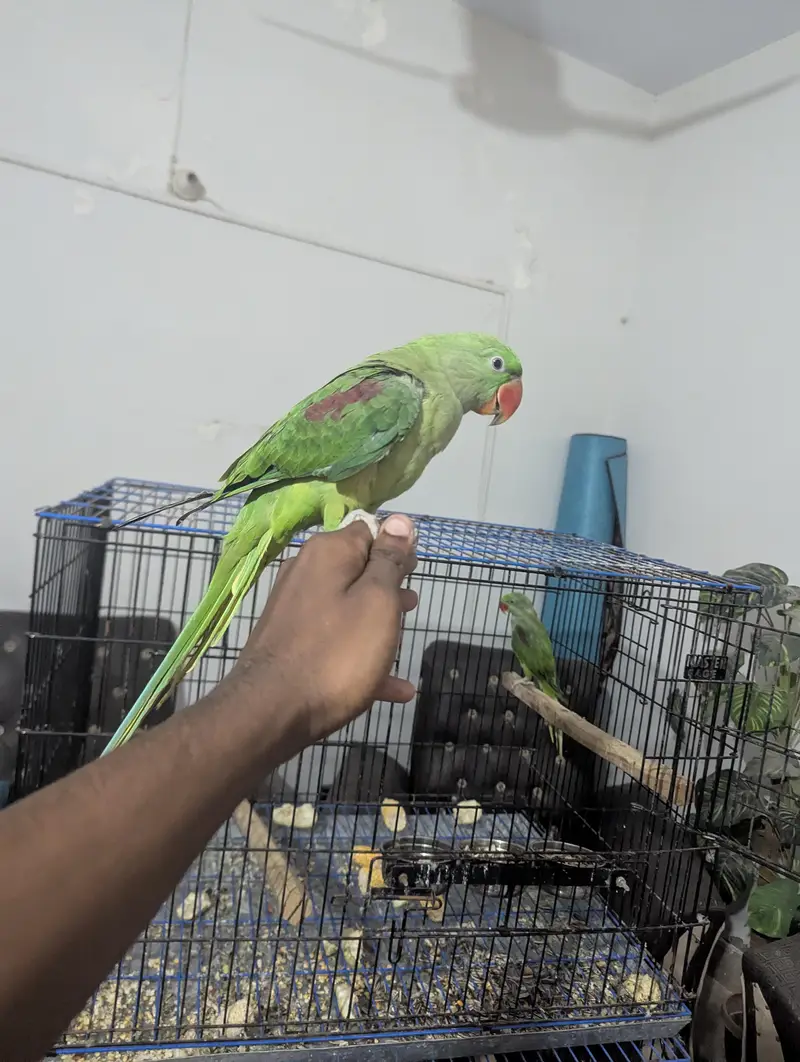 RAW PARROT / PAHARI / ALEXANDER / 03342248084 — photo 3