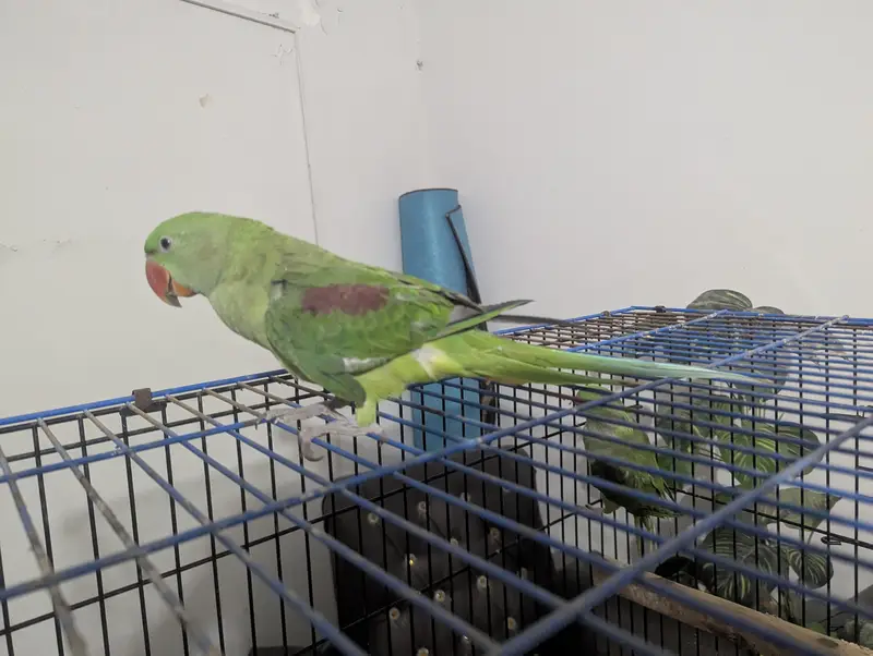 RAW PARROT / PAHARI / ALEXANDER / 03342248084 — photo 4