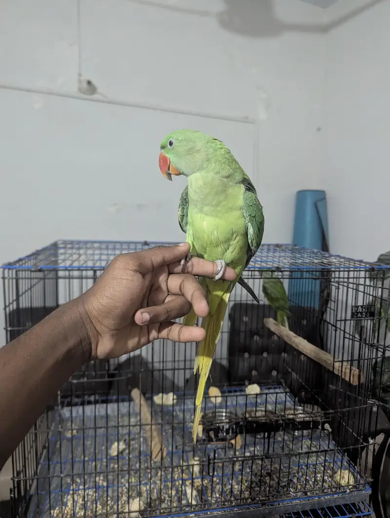 RAW PARROT / PAHARI / ALEXANDER / 03342248084 — photo 5