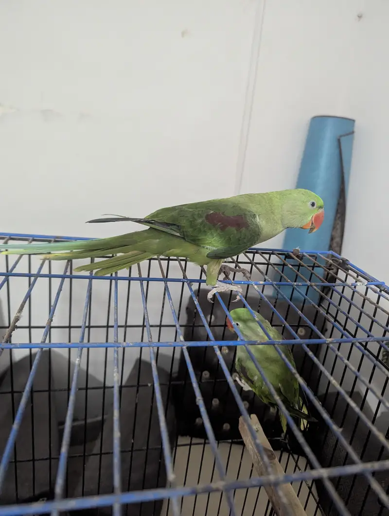 RAW PARROT / PAHARI / ALEXANDER / 03342248084 — photo 6
