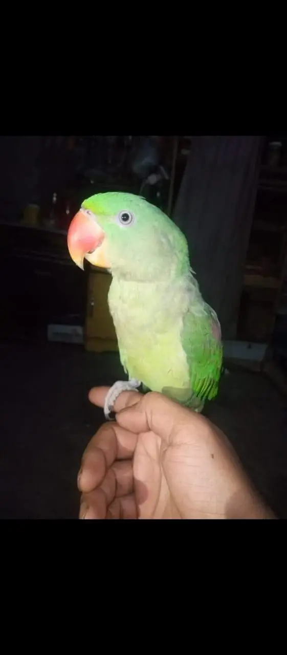 RAW PARROT / PAHARI / ALEXANDER / 03342248084 — photo 7