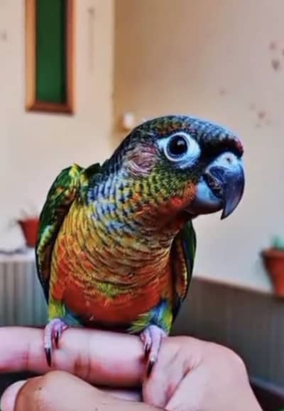 Handtame tame conure, finches, lovebirds pair for sale
