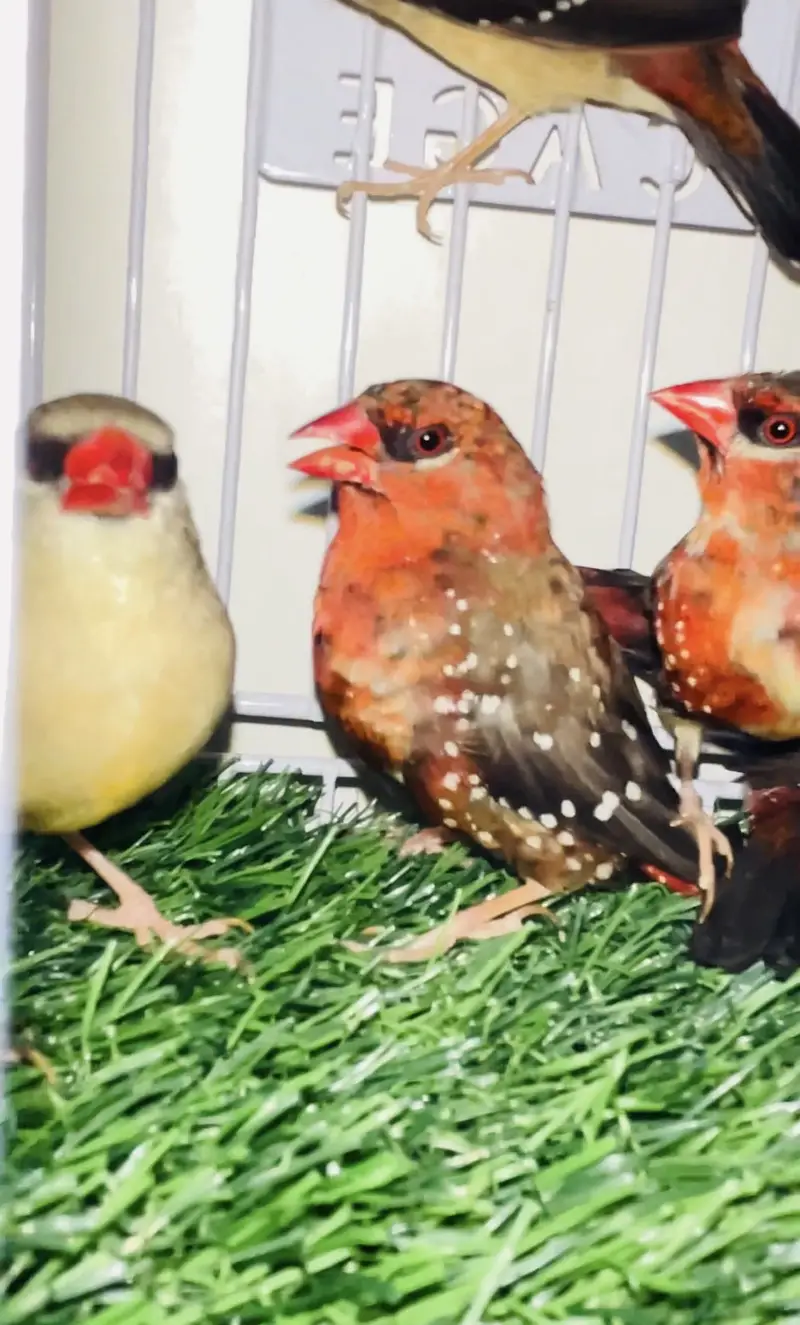 Handtame tame conure, finches, lovebirds pair for sale — photo 2