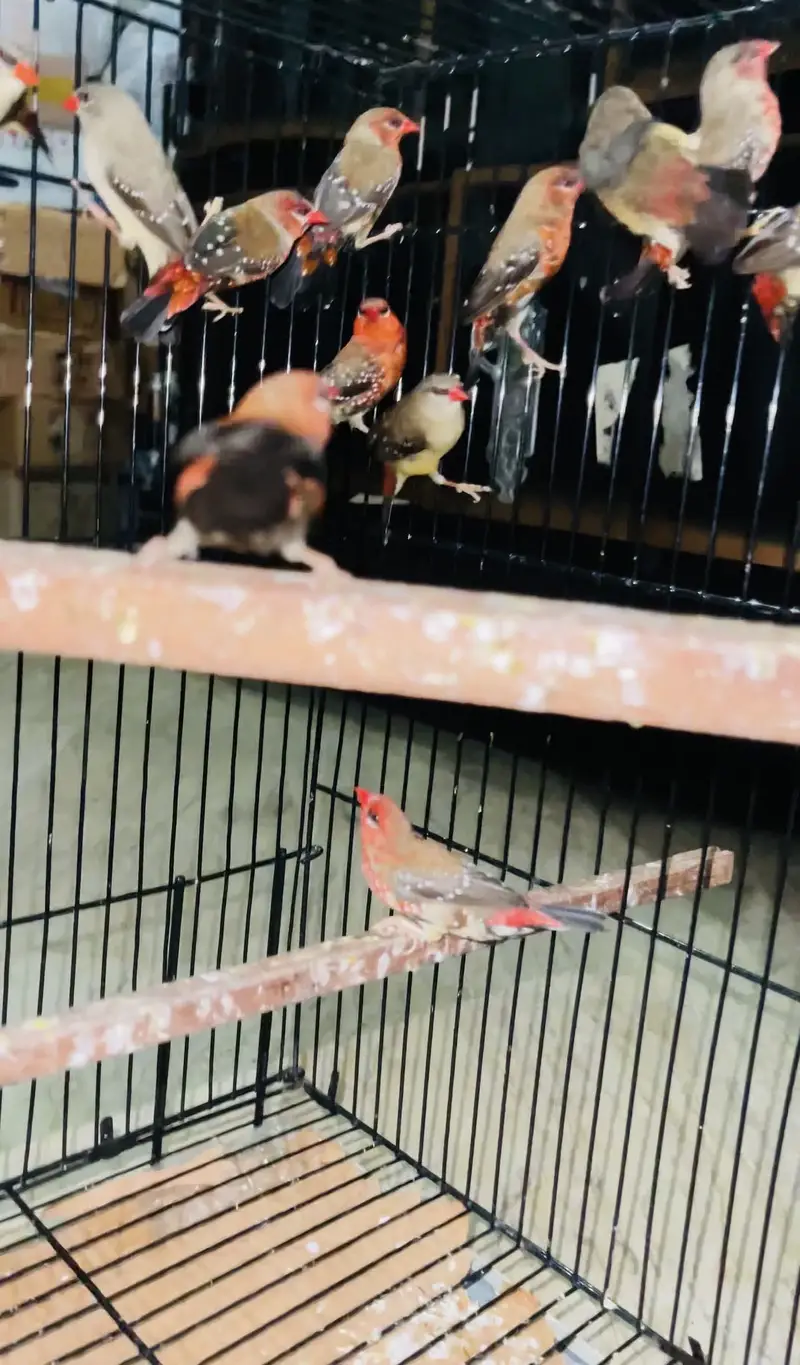 Handtame tame conure, finches, lovebirds pair for sale — photo 7
