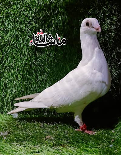 White Sentinet Breeder Male For sale
