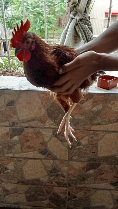 DESI MURGA FOR SALE