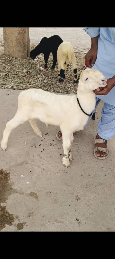 Gulabi Mundra dumba top quality