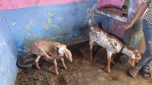 4 daant doodh wali bakri with 2 kids active and healthy