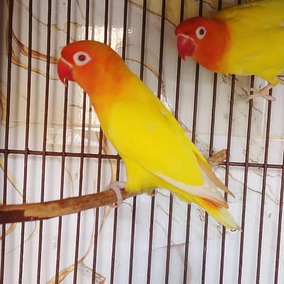 love bird red aez