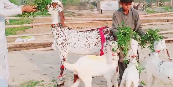 3 Bacchon Ka Sath Makkah Chini Bakri For Sale/ 03279583582
