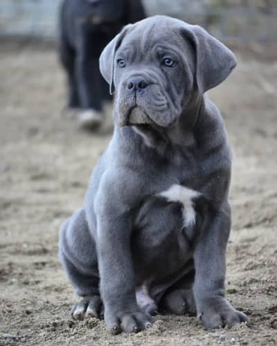 Fresh Import Cane Corso Puppies Available For Sale