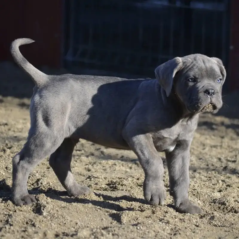 Fresh Import Cane Corso Puppies Available For Sale — photo 3