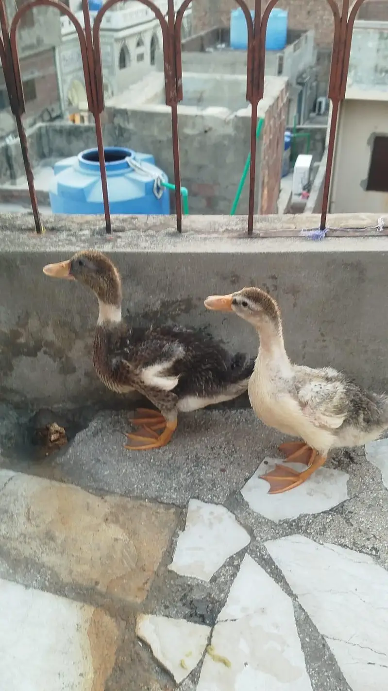 ducks for sale — photo 2