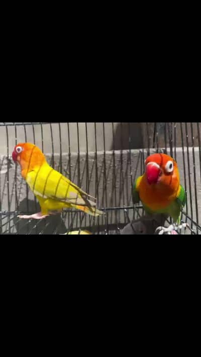 love bird