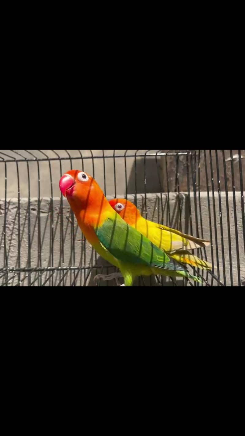 love bird 1