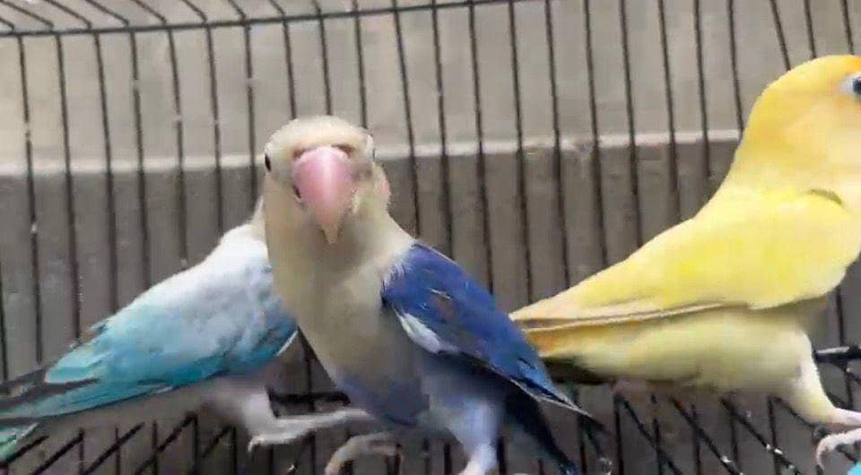 love bird 2