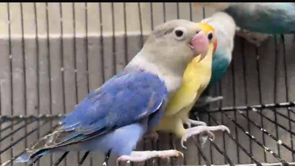 love bird 3