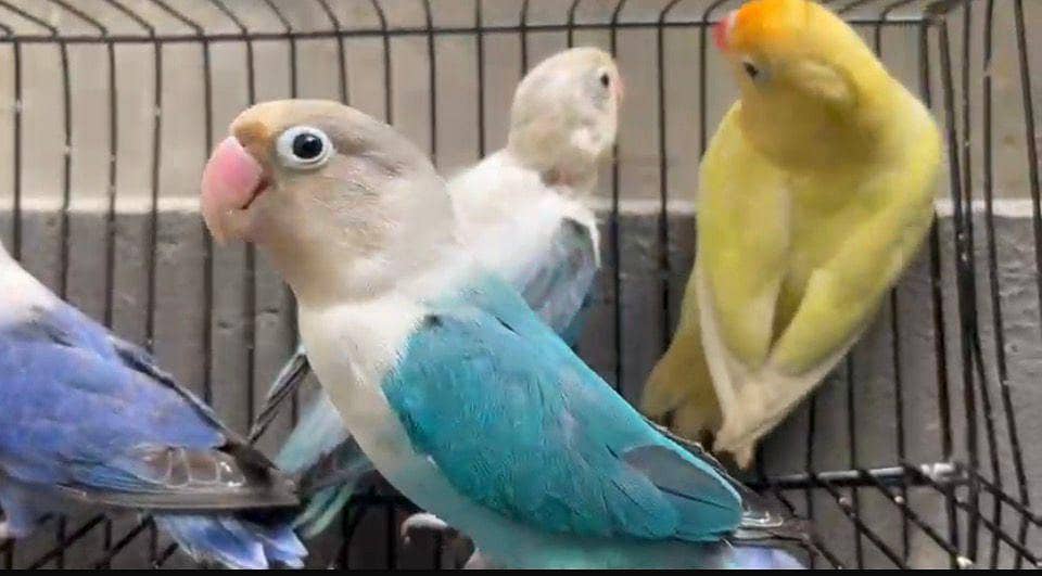 love bird 4