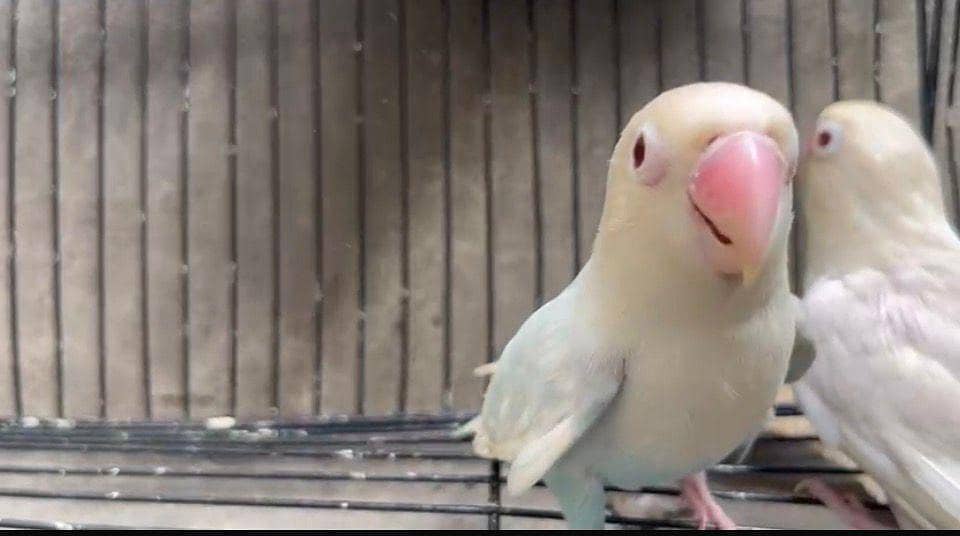 love bird 6