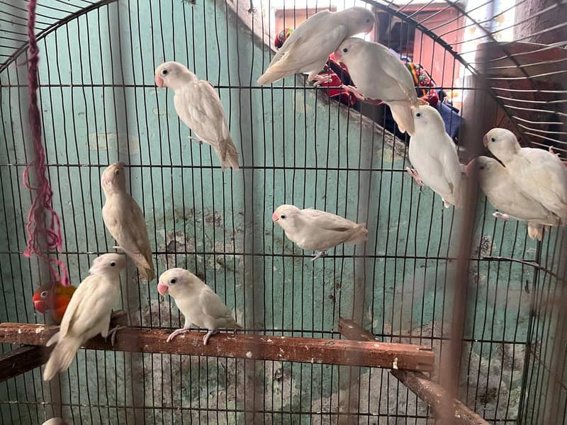 love bird 7