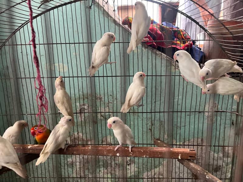 love bird 8