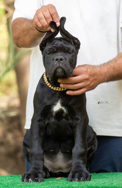 Fresh Import Cane Corso Rkf Pedgree Puppies available for sale
