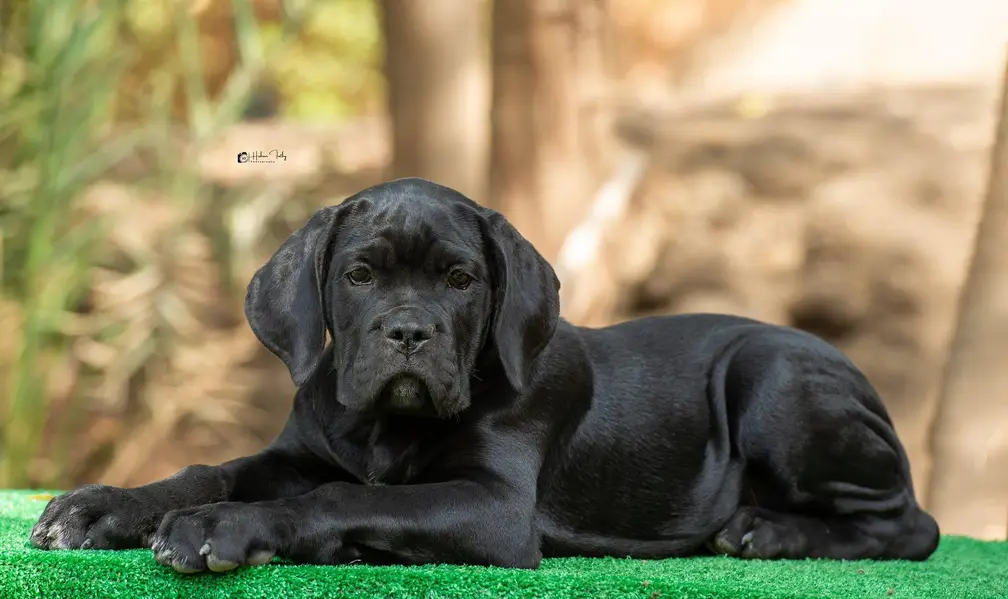 Fresh Import Cane Corso Rkf Pedgree Puppies available for sale — photo 2