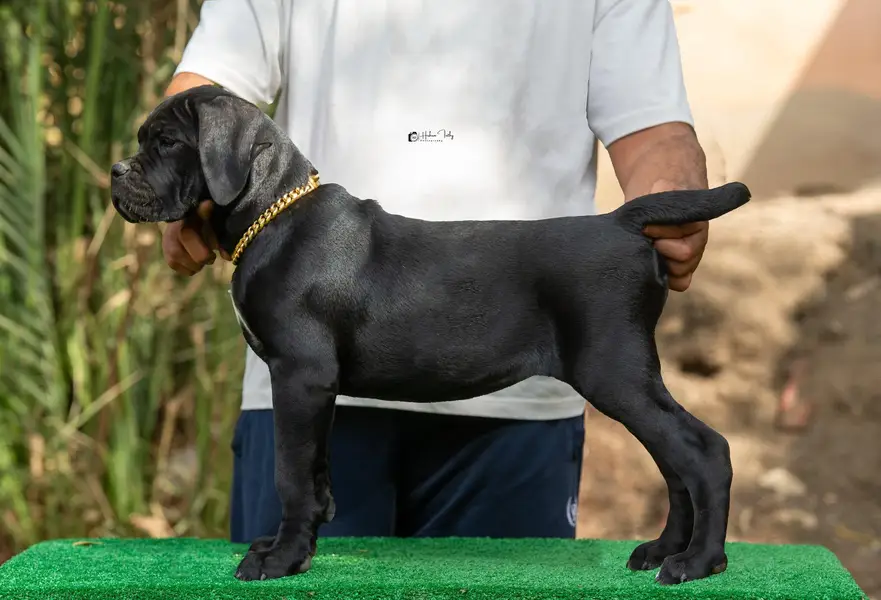 Fresh Import Cane Corso Rkf Pedgree Puppies available for sale — photo 3