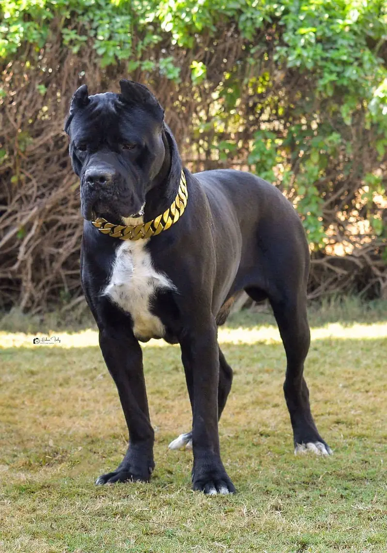 Fresh Import Cane Corso Rkf Pedgree Puppies available for sale — photo 4