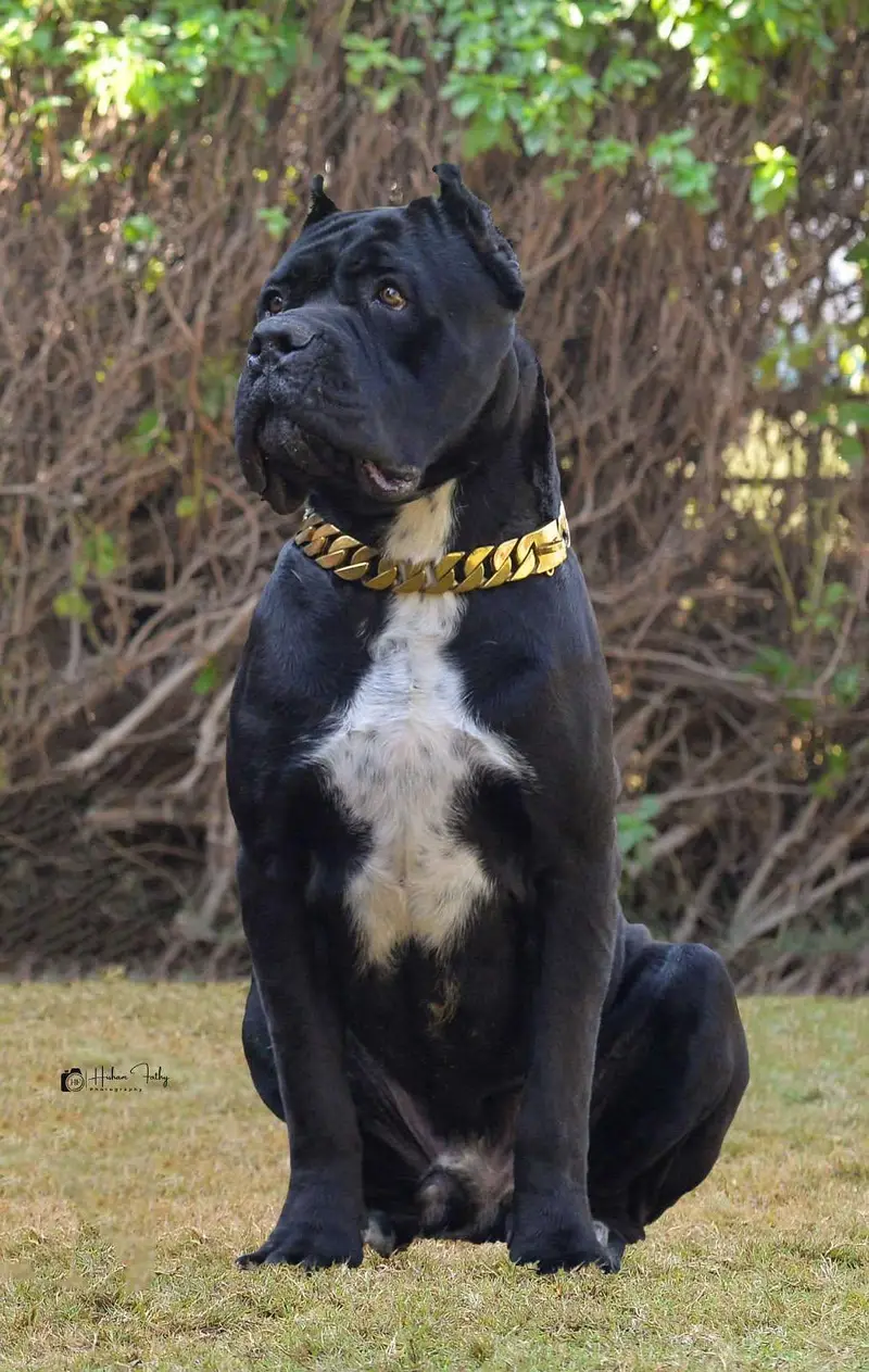 Fresh Import Cane Corso Rkf Pedgree Puppies available for sale — photo 5