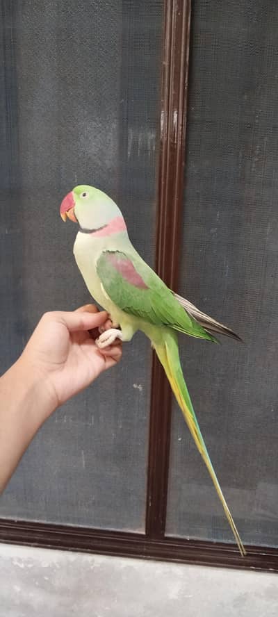 Male Raw parrot with cage