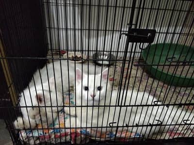 pair for sale persian white