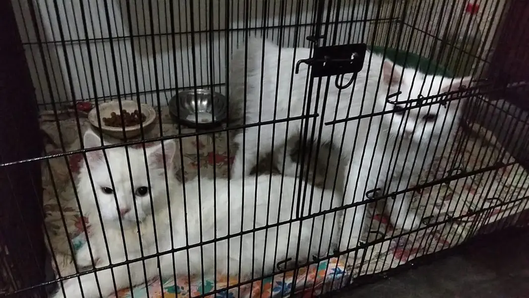 pair for sale persian white — photo 2