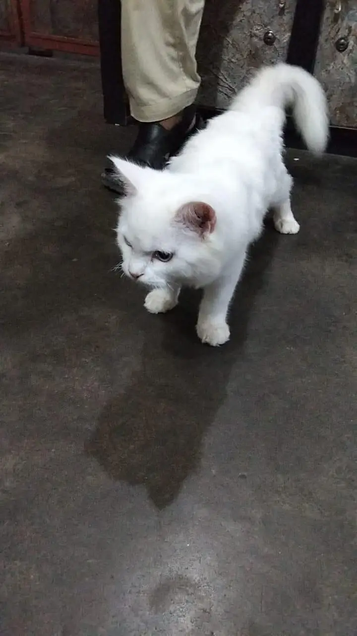 pair for sale persian white — photo 3