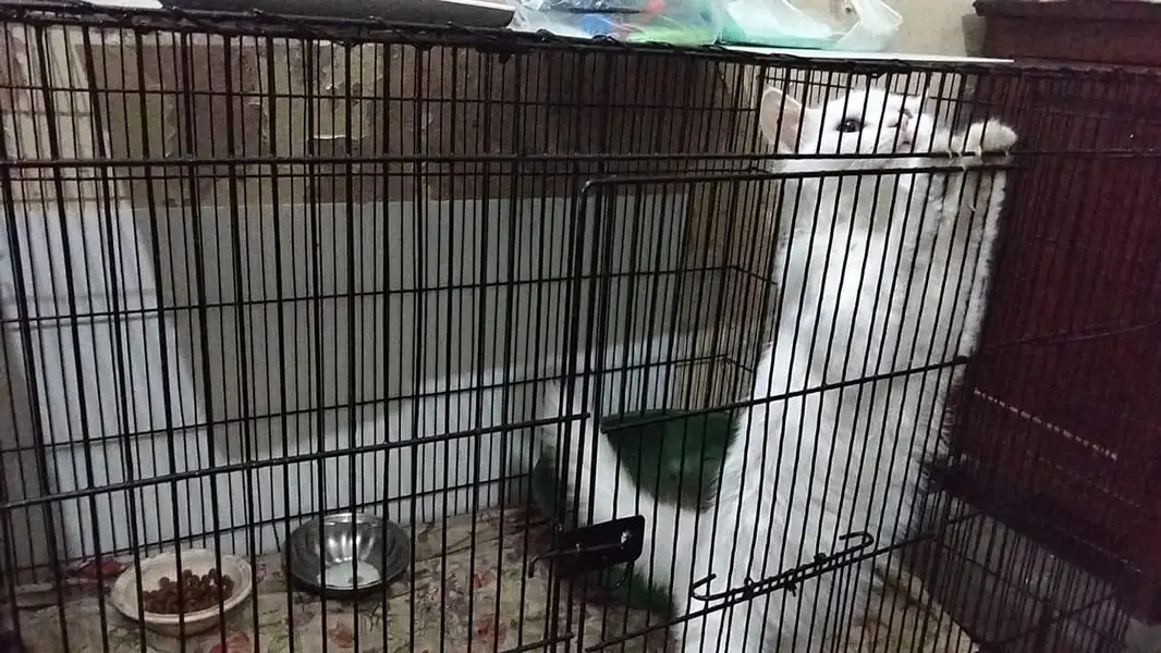 pair for sale persian white — photo 4