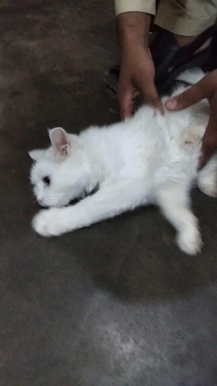 pair for sale persian white — photo 5