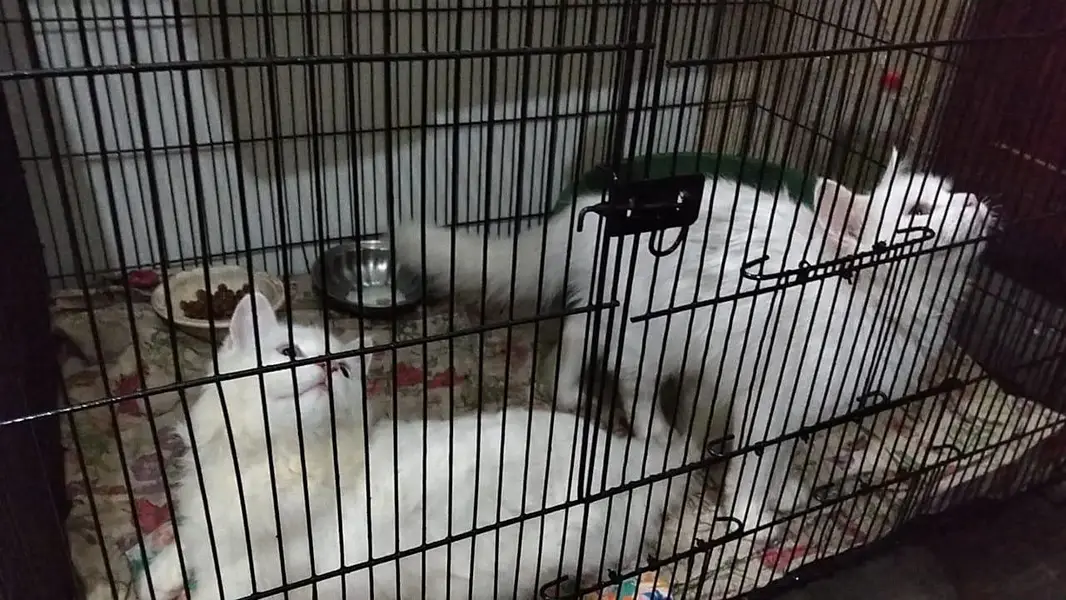 pair for sale persian white — photo 6
