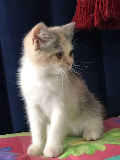 Shorthair Kitten and Persian Triple Coated Kitten for sale