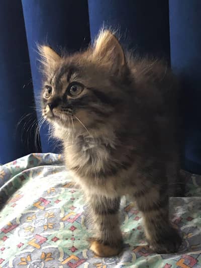 Persian Triple Coated Kitten/Cat for sale