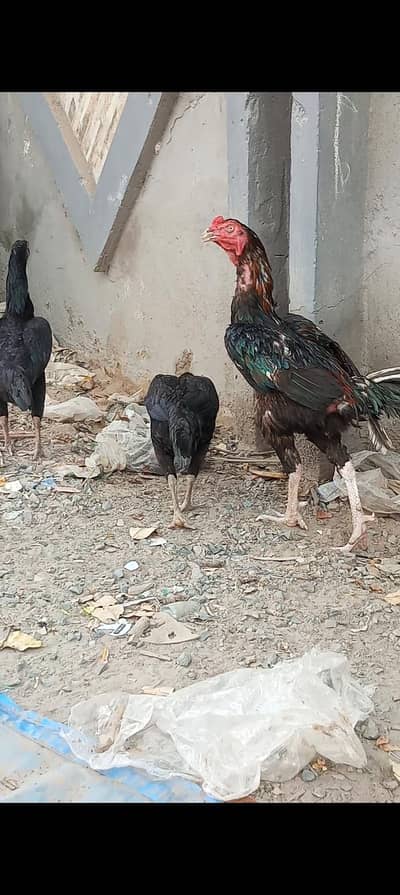 i am selling my home breed