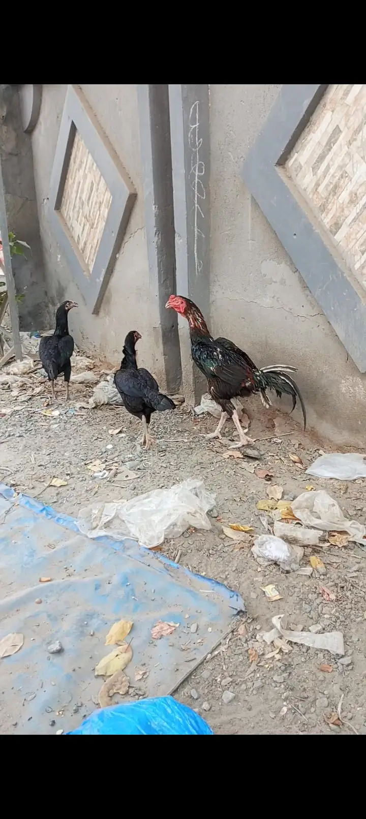 i am selling my home breed — photo 2